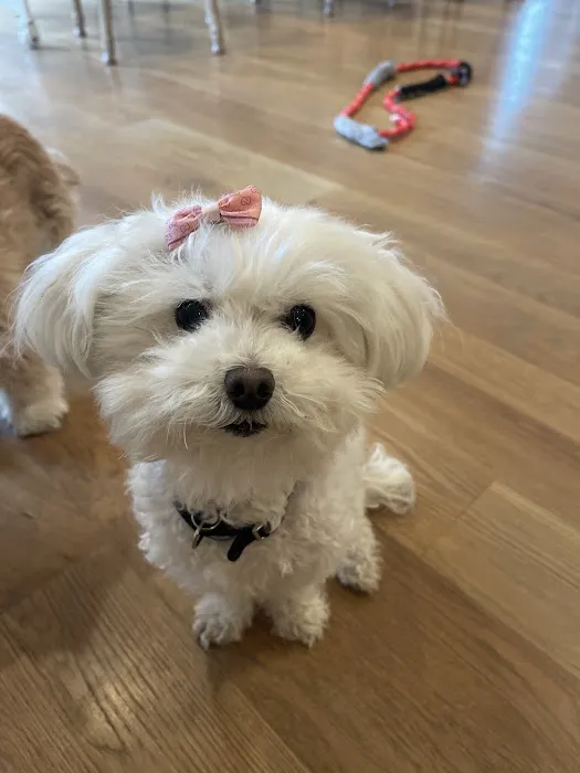 Long Island Animal Hospital 8