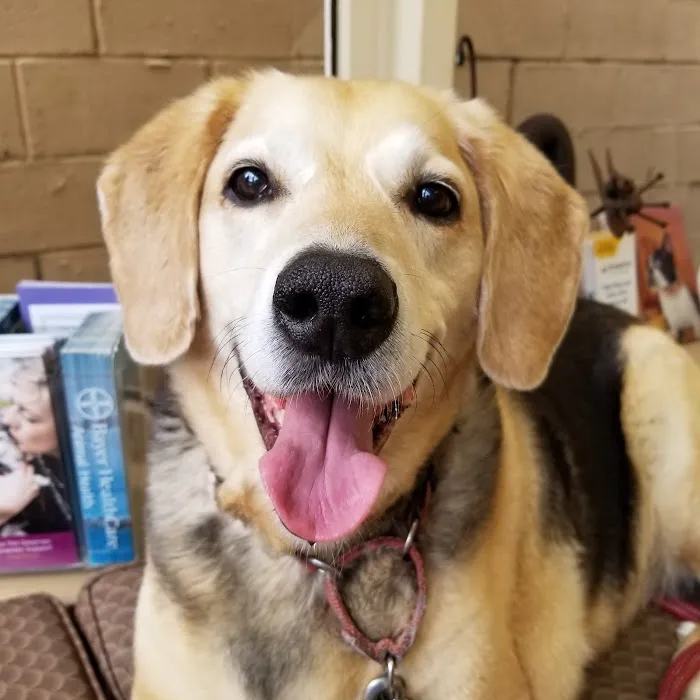 Long Island Animal Hospital 9