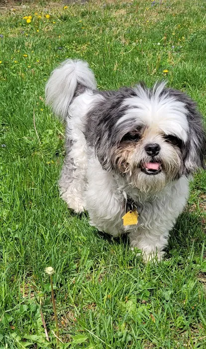 Long Island Animal Hospital 6
