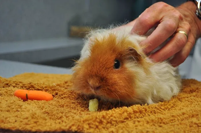 Baldwin Animal Hospital 9