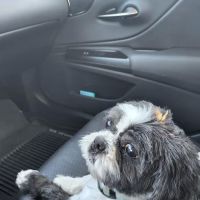 Vetco Total Care Animal Hospital ico