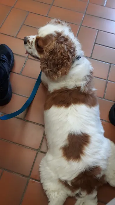 Oceanside Veterinary Hospital 4
