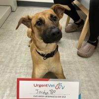UrgentVet ico