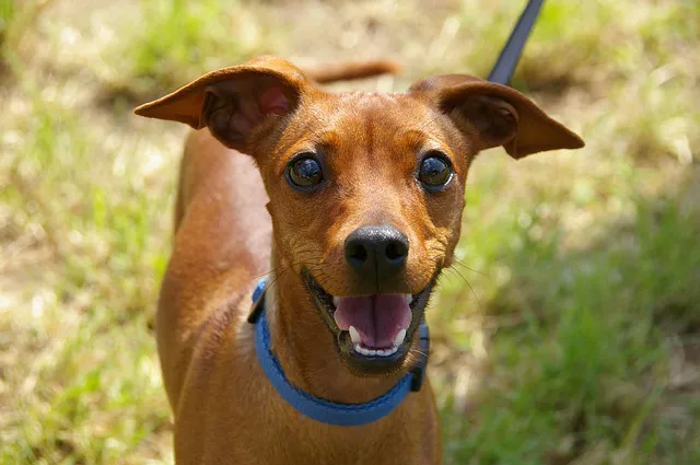 Baldwin Harbor Animal Hospital 7