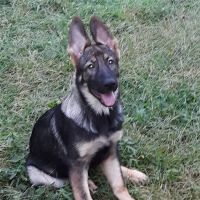 Carman Avenue Veterinary Hospital ico