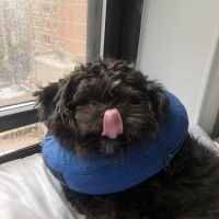 Helping PAW ico