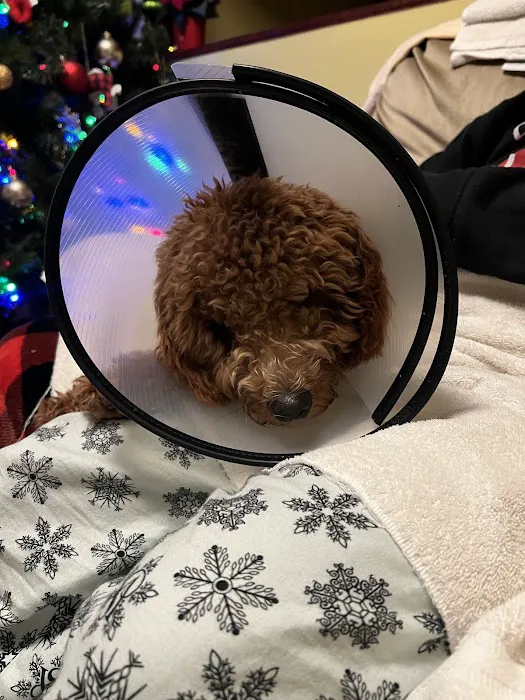 Helping PAW 4