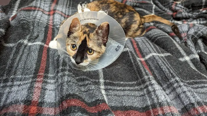 Helping PAW 7