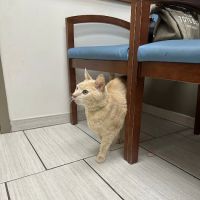 VCA Animal Hospitals ico