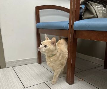 VCA Animal Hospitals