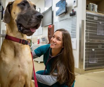 Veterinary Referral & Emergency Center of Westbury