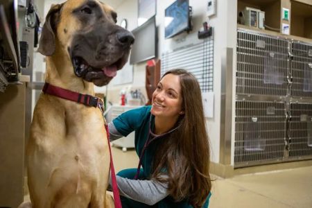 Veterinary Referral & Emergency Center of Westbury