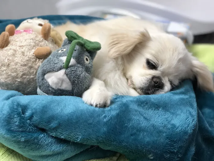Veterinary Referral & Emergency Center of Westbury 12