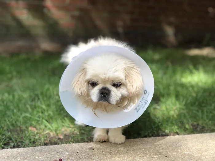Veterinary Referral & Emergency Center of Westbury 12