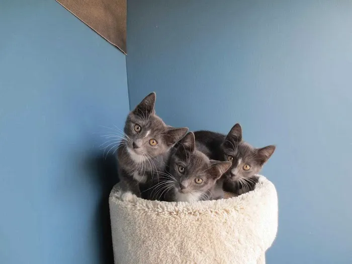 Bensonhurst Veterinary Care 6