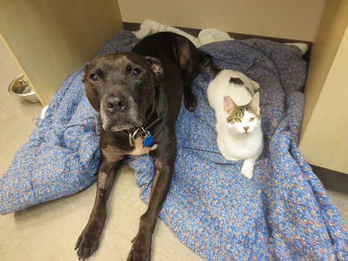 Bensonhurst Veterinary Care 9