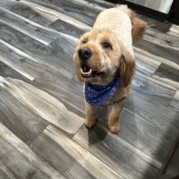Brooklyn Veterinary Group ico