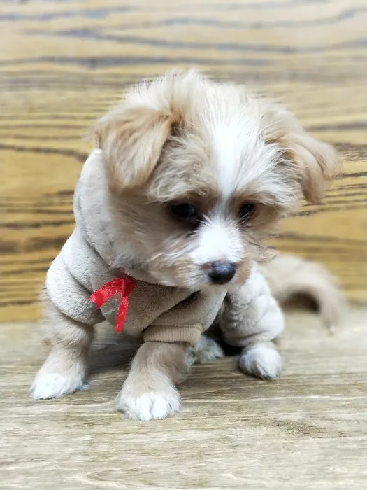 Brooklyn Veterinary Group 5