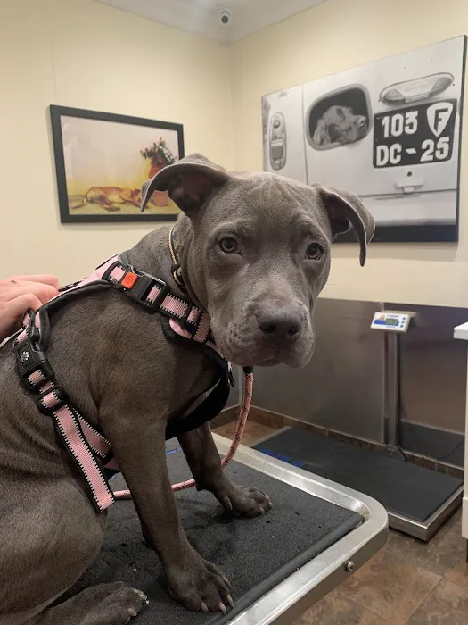 Brooklyn Veterinary Group 4