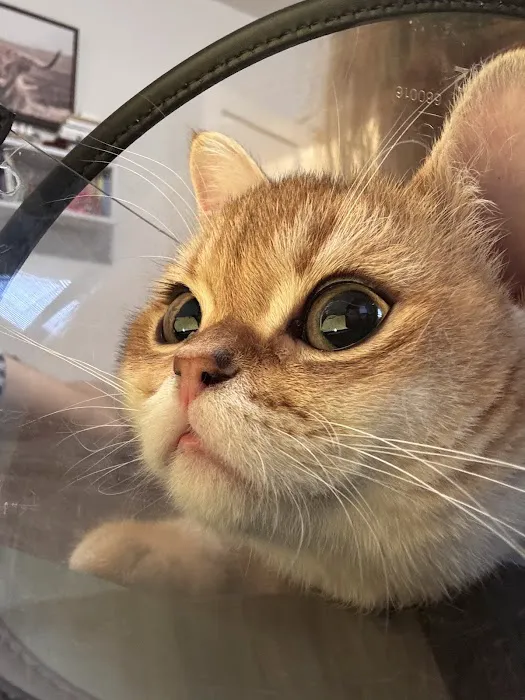 Brooklyn Veterinary Group 10