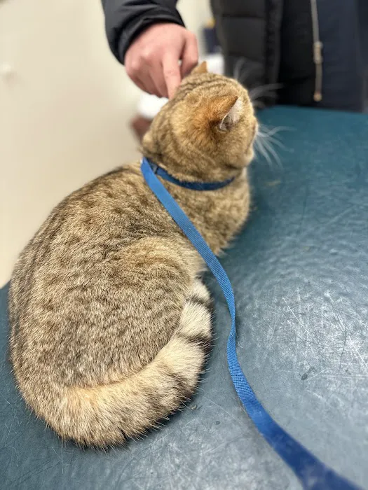 St Francis Animal Hospital 4