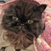 St Francis Animal Hospital ico
