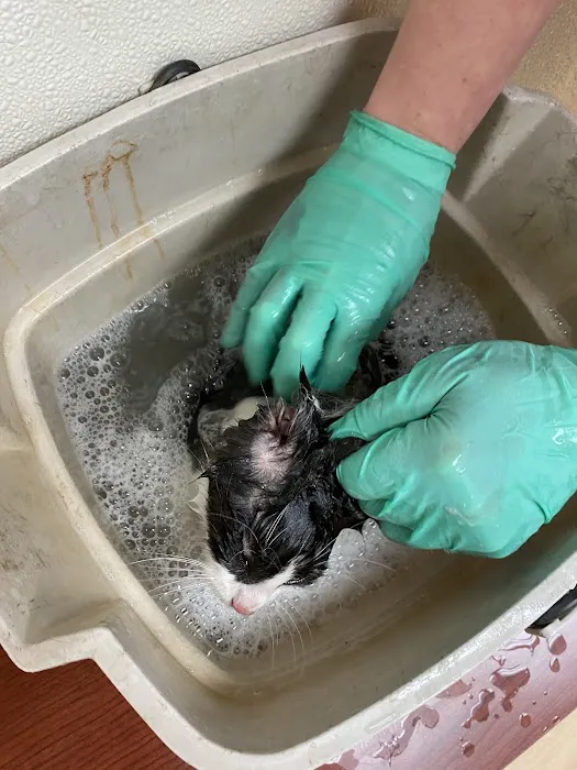 St Francis Animal Hospital 10