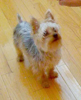 St Francis Animal Hospital 6