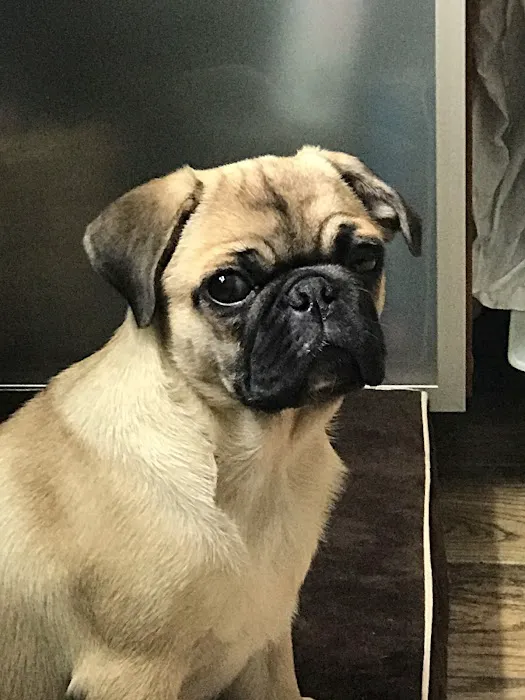 Manhattan Beach Animal Clinic 1