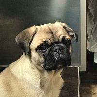 Manhattan Beach Animal Clinic ico
