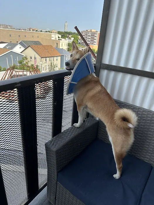 Manhattan Beach Animal Clinic 2