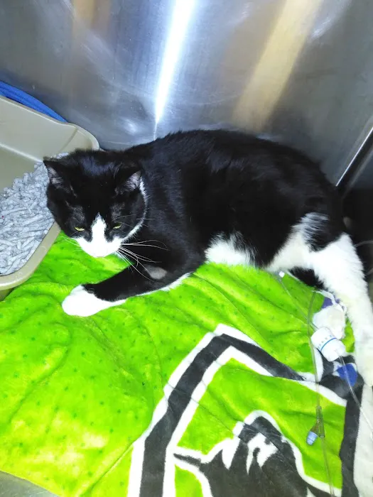 Faithful Friends Animal Hospital 4