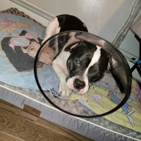 Faithful Friends Animal Hospital ico