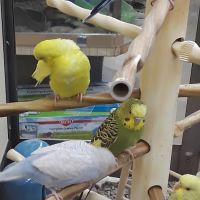 Petco ico