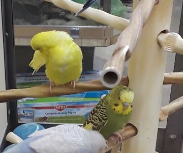Petco
