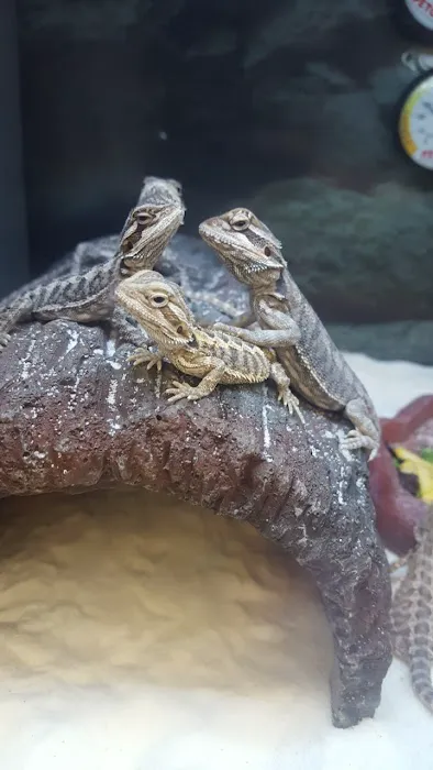 Petco 3