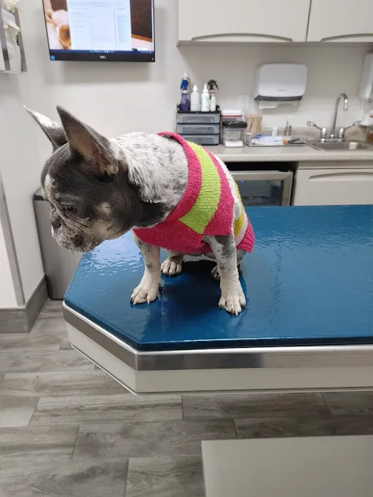 Small Friends Veterinary Clinic dr. Olga Korobkova 7