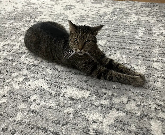 Small Friends Veterinary Clinic dr. Olga Korobkova 10