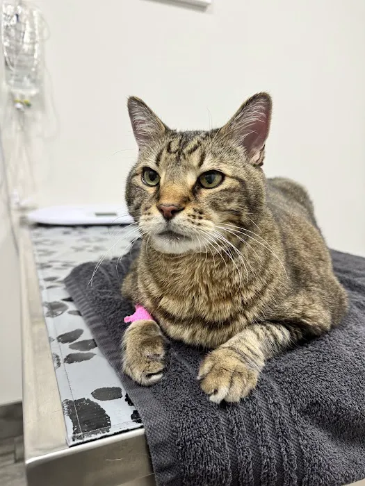 Small Friends Veterinary Clinic dr. Olga Korobkova 5