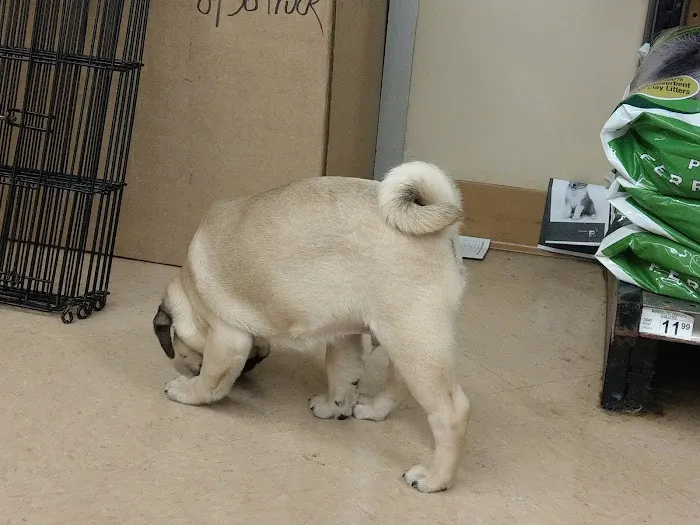 Petco Vaccination Clinic 12