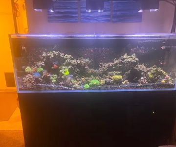 AquaCare LLC Aquarium Maintenance