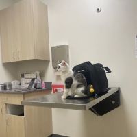 Vetco Total Care Animal Hospital ico