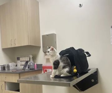 Vetco Total Care Animal Hospital