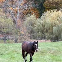All Seasons Veterinarian Practice ico