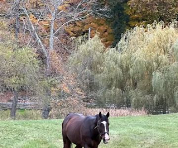 All Seasons Veterinarian Practice