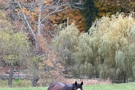 All Seasons Veterinarian Practice