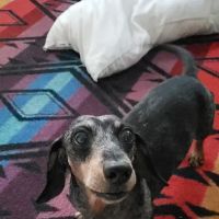 Pelham Animal Hospital ico