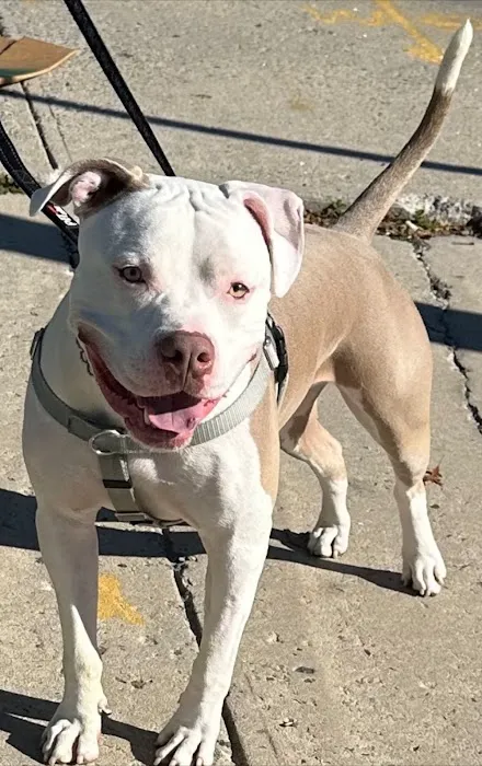 Pelham Animal Hospital 7