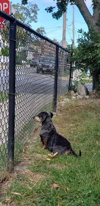 Pelham Animal Hospital 3