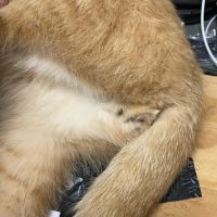 Dr Douglas’s Veterinary Services ico